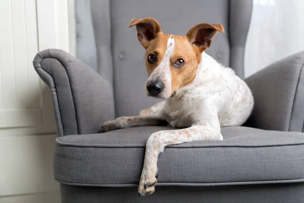 Perro en el sillón —  Fotos de Stock