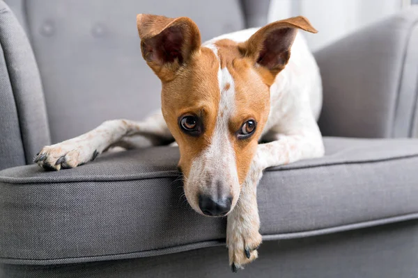 Perro en el sillón gris — Foto de Stock