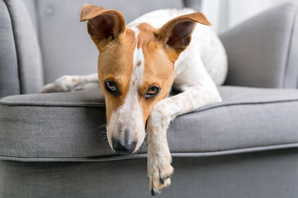 Perro en el sillón — Foto de Stock