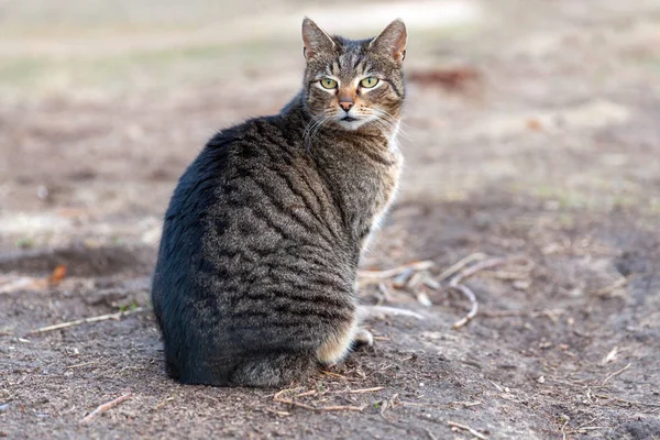 Singolo gatto tabby — Foto Stock