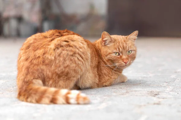 単一の赤猫 — ストック写真