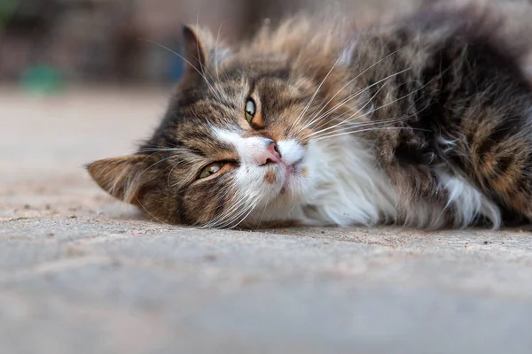 地面にドラッグする猫 — ストック写真