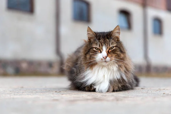 地面に座っているふわふわの猫 — ストック写真