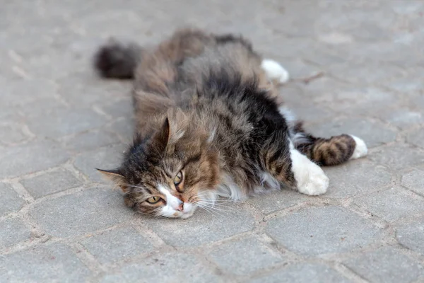 Yere sürükleyerek kedi — Stok fotoğraf