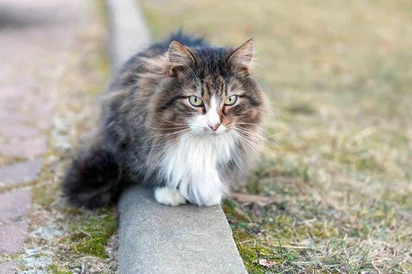 ふわふわの猫の肖像画 — ストック写真