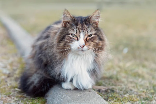 Fluffiga katten porträtt — Stockfoto