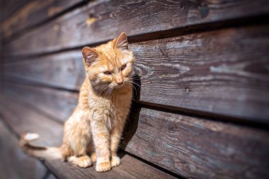 Genç kırmızı kedi