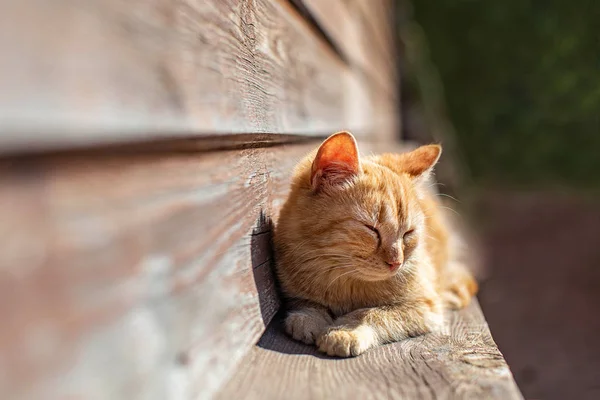 若い赤い子猫 — ストック写真