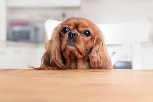 Cão atrás da mesa da cozinha — Fotografia de Stock