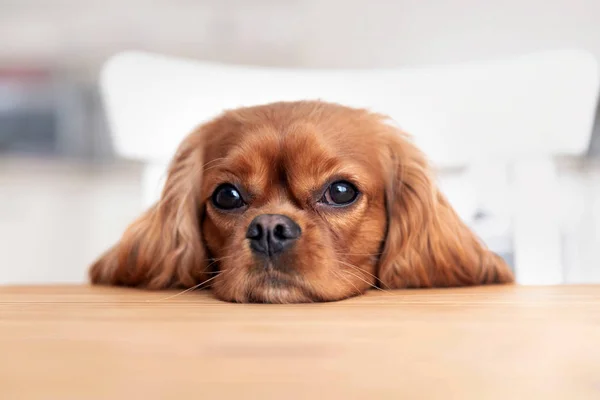 Dog behind the kitchen table — Stock Photo, Image