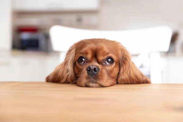 부엌 식탁 뒤에 있는 개 — 스톡 사진
