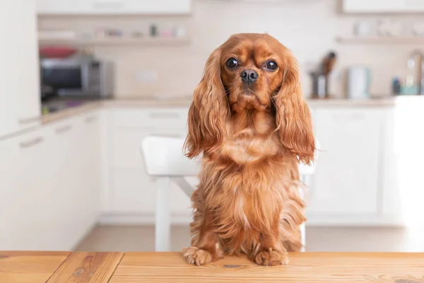 Собака за кухонным столом — стоковое фото