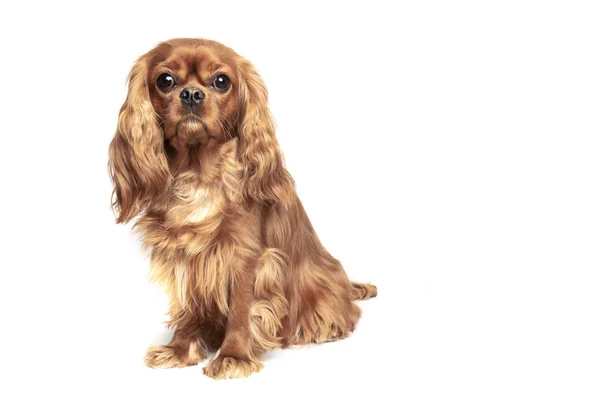 Dog isolated on white background — Stock Image Dog isolated on white background Stock Photo