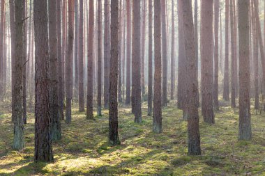 Güzel güneşli bahar ormanı