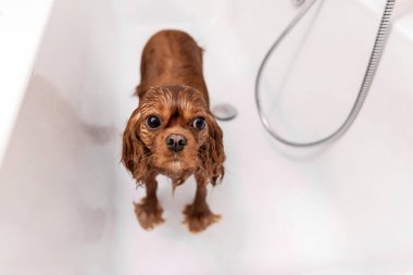 Duş aldıktan sonra küvette komik ıslak köpek.