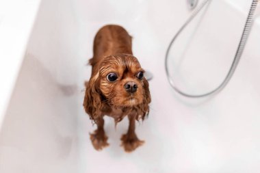 Duş aldıktan sonra küvette komik ıslak köpek.