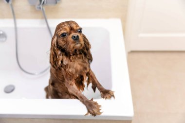 Duş aldıktan sonra küvette komik ıslak köpek.