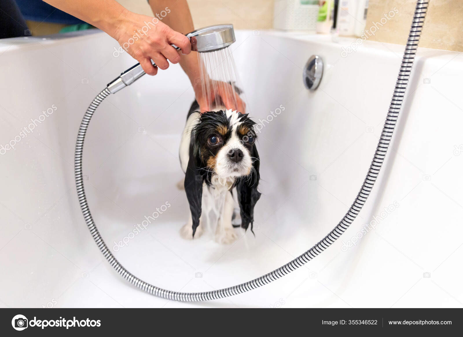 Funny Wet Dog Bathtub Taking Shower — Stock Photo © fotyma #355346522