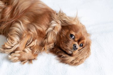 Sevimli köpek, süvari köpek, beyaz battaniyede dinleniyor.