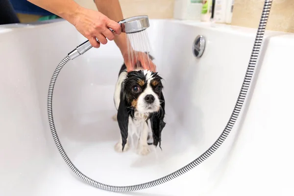 Zabawny Mokry Pies Wannie Bierze Prysznic — Zdjęcie stockowe