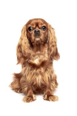 Beyaz arka planda izole edilmiş süvari bir spanyel portresi