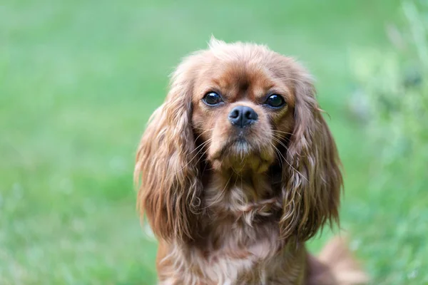 Πορτρέτο Του Όμορφου Σκύλου Cavalier Spaniel — Φωτογραφία Αρχείου