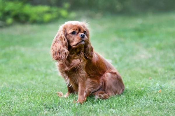 Ritratto Bello Spaniel Cavaliere Seduto Nell Erba Verde — Foto Stock