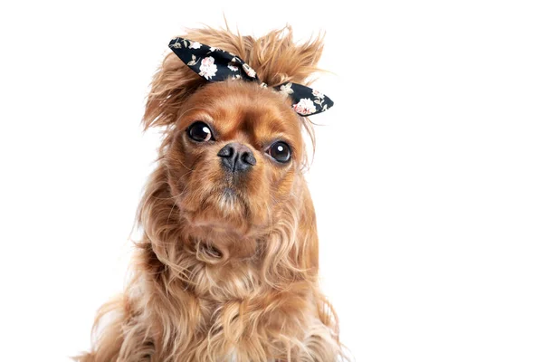 Lustige Hund Mit Chaotischen Haaren Isoliert Auf Weißem Hintergrund — Stockfoto