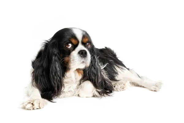 Portrait Mignon Cavalier Épagneul Isolé Sur Fond Blanc — Photo