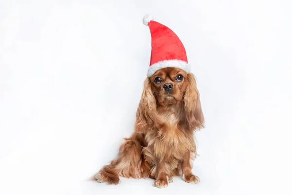 Śmieszny Pies Czerwonym Kapeluszu Świętego Mikołaja — Zdjęcie stockowe