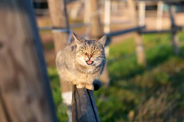 かわいい猫が木の柵に座って — ストック写真