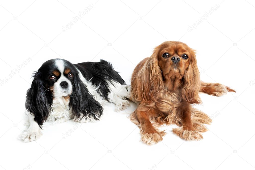 Portrait of two relaxed cavalier spaniels isolated on white background