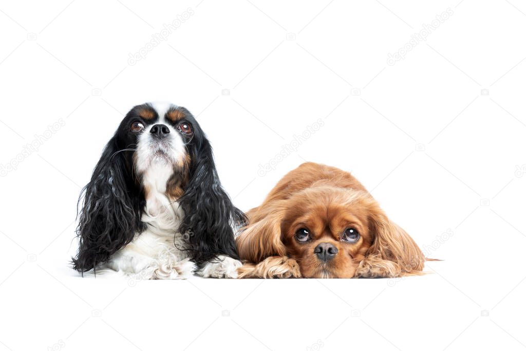 Portrait of cute cavalier spaniels looking up isolated on white background