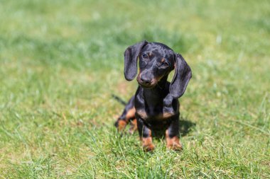 Çimenlerde oturan şirin dachshund köpeği.