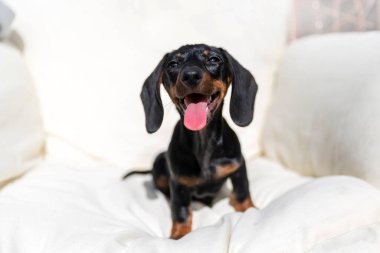 Mutlu dachshund köpeği beyaz koltukta oturuyor.