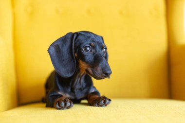 Şirin dachshund köpeği sarı koltukta dinleniyor.
