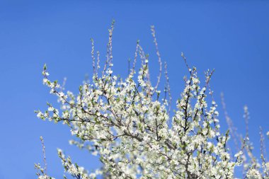 Bahar bahçesinde çiçek açan erik ağacının dalları