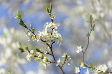 Bahar bahçesinde çiçek açan erik ağacının dalları