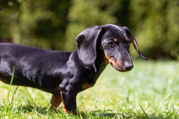 Χαριτωμένο Κουτάβι Από Dachshund Στο Gardem — Φωτογραφία Αρχείου