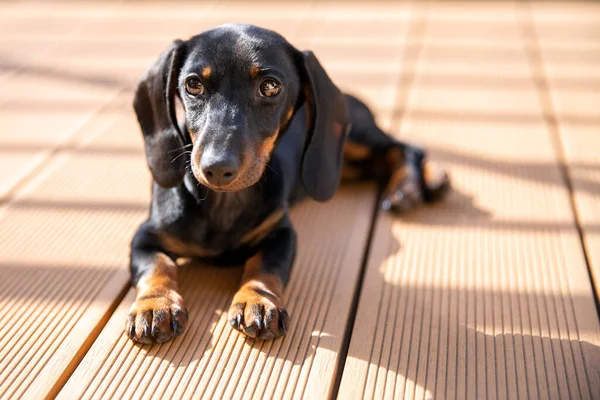 Χαριτωμένο Κουτάβι Από Dachshund Που Βρίσκεται Στον Ήλιο — Φωτογραφία Αρχείου