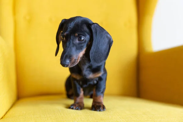 Sarı Koltukta Oturan Şirin Dachshund Köpeği — Stok fotoğraf