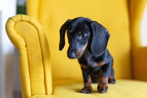 Sarı Koltukta Oturan Şirin Dachshund Köpeği — Stok fotoğraf