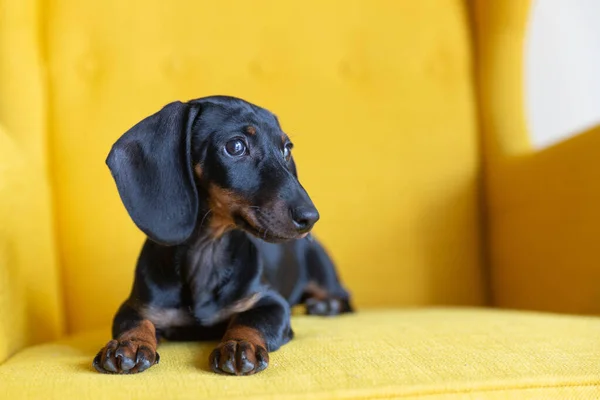 Şirin Dachshund Köpeği Sarı Koltukta Dinleniyor — Stok fotoğraf