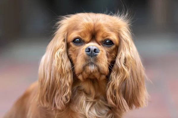 Retrato Cão Feliz Cavalier Spaniel — Fotografia de Stock