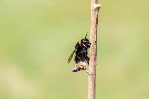 Closeup Beautiful Bumblebee Bombus Twig — Stock Photo, Image