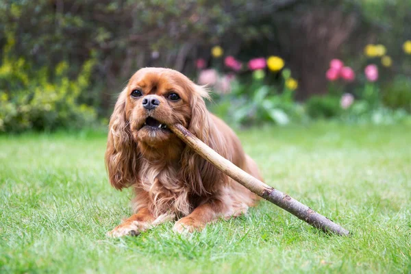 Cane Carino Masticare Bastone Sull Erba — Foto Stock