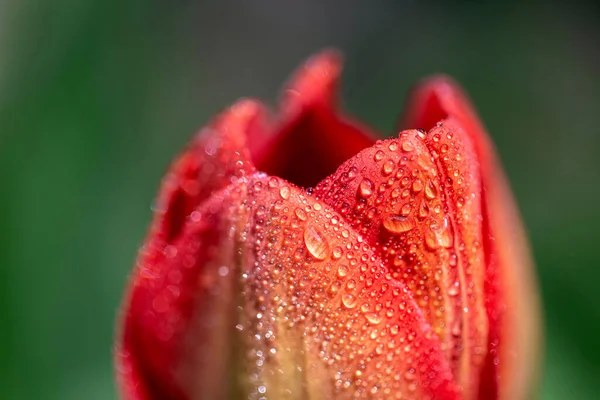 Closeup Red Tulip Petal Droplets Water Royalty Free Stock Images