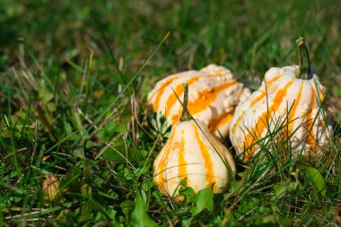 Çimenlerin üzerinde üç dekoratif kabaklar