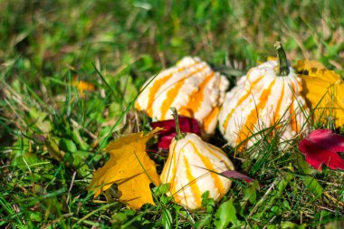 Çimenlerin üzerinde üç dekoratif kabaklar