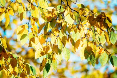 Gökyüzü arka planında sonbahar yaprakları